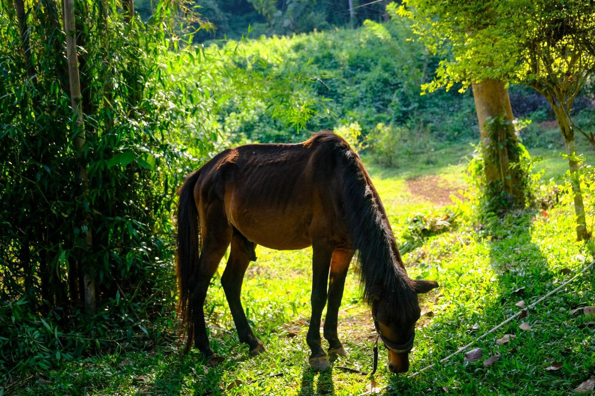 Hillside - Nature Lifestyle Lodge Luang Prabang Esterno foto